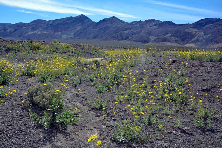 yellow flowers